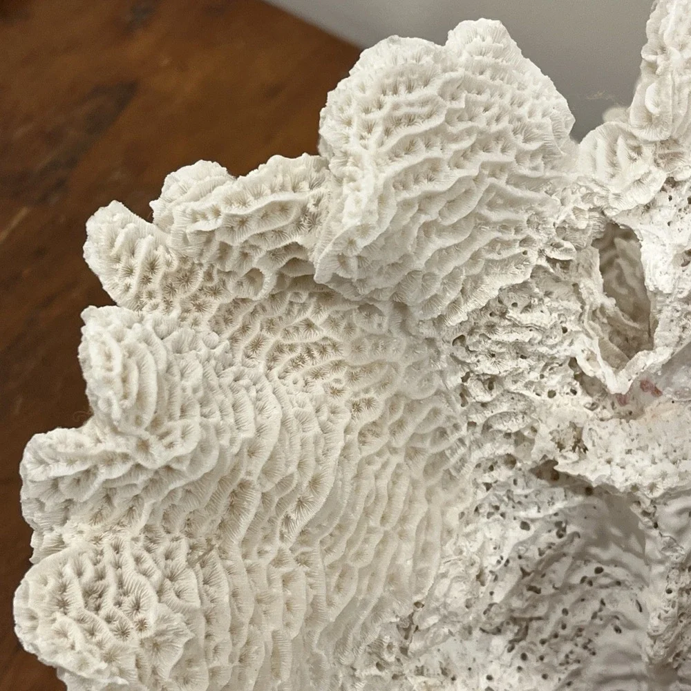 Huge Natural Lettuce Coral Skeleton Reef Specimen Coastal Shelf Decor 14x10.5x8